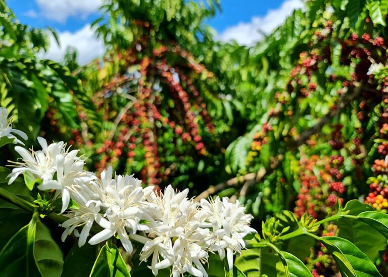 Concurso reconhece os melhores cafés robustas amazônicos