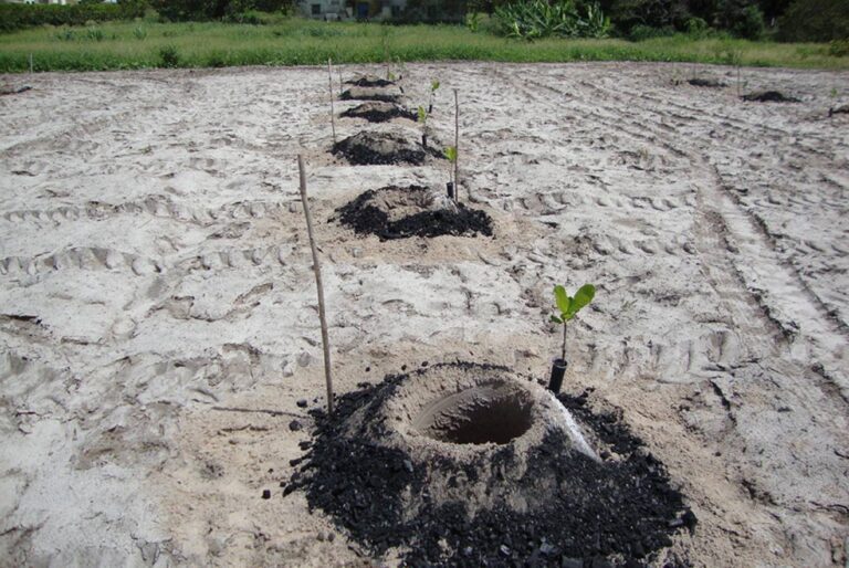 Hidrogel e biochar ampliam eficiência hídrica na cajucultura