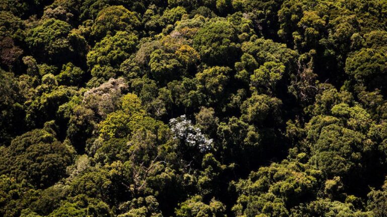 Regulamentação federal fortalece debates sobre PSA no Pantanal