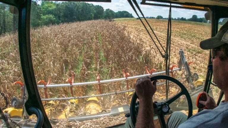 Chuvas travam colheita de milho e atrasam calendário agrícola na Argentina
