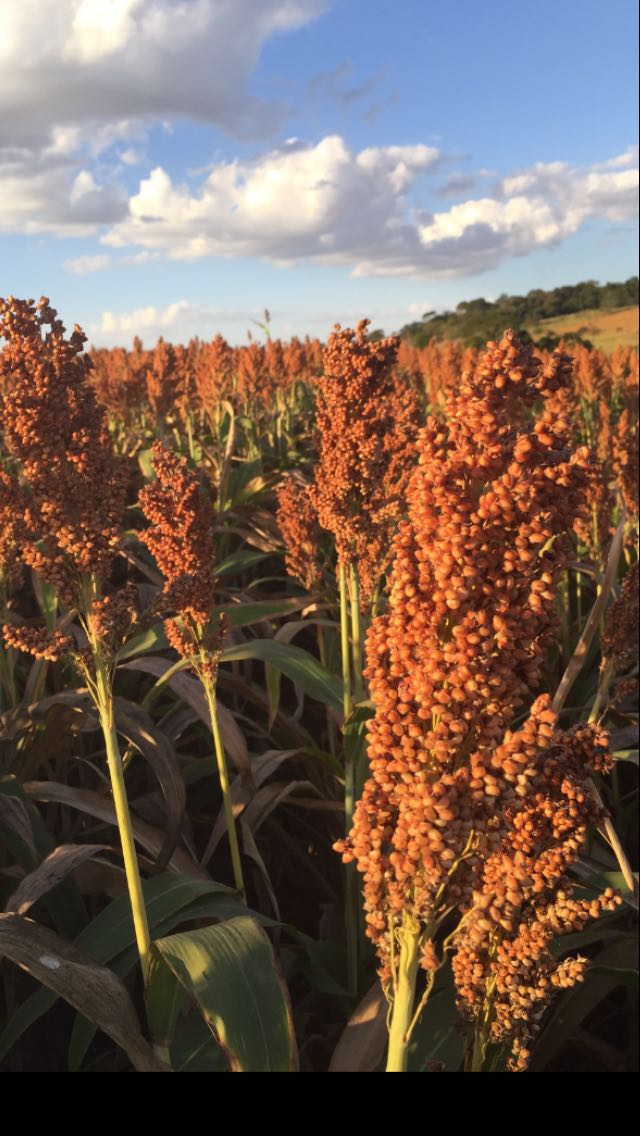 Sorgo amplia espaço no Tocantins apesar de impacto da seca