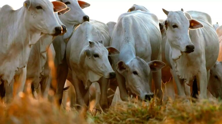 Carnes bovina e suína recuam em julho; frango sobe