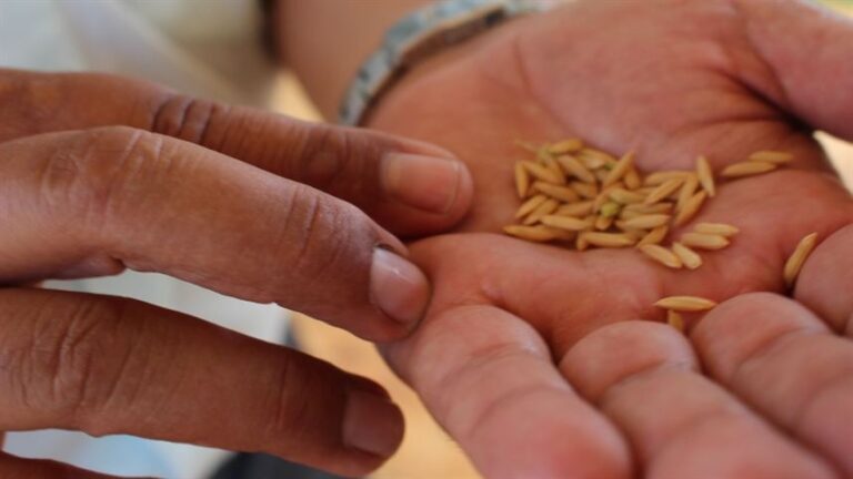 Produtores de arroz enfrentam rentabilidade baixa