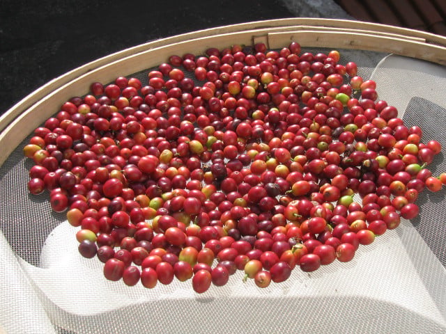Café abre em alta nas bolsas com foco em clima e oferta