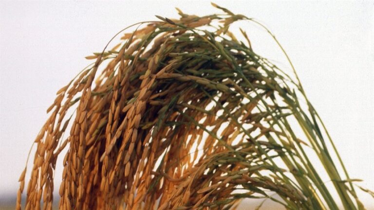 Preço baixo do arroz ameaça equilíbrio da cadeia produtiva
