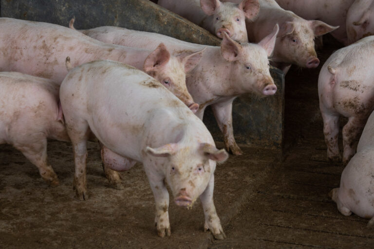 Suínos: mercado integrado supera preços do independente