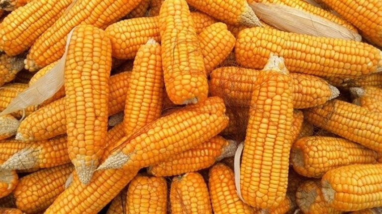 Venda antecipada de milho cresce em Mato Grosso