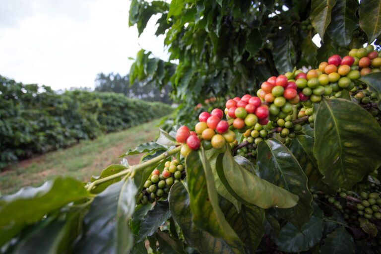 Café arábica enfrenta volatilidade com preocupações climáticas