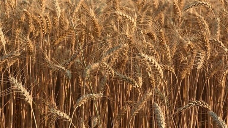 Baixa demanda limita negócios no mercado de trigo
