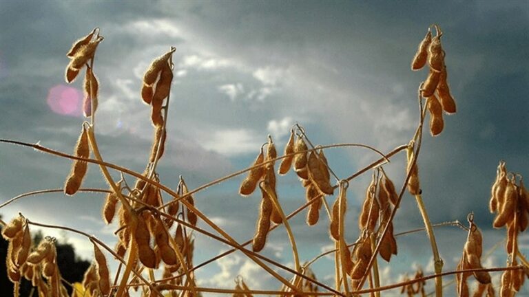 Mercados agrícolas abrem dia com viés positivo em Chicago