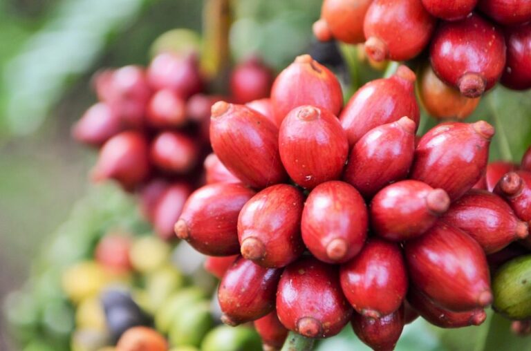 Café despenca 4,01% com realização de lucros e pressão cambial