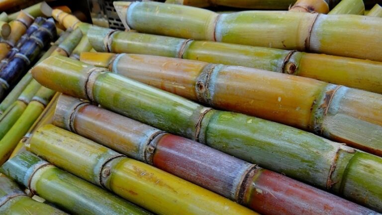 Manejo antecipado ganha espaço diante da seca