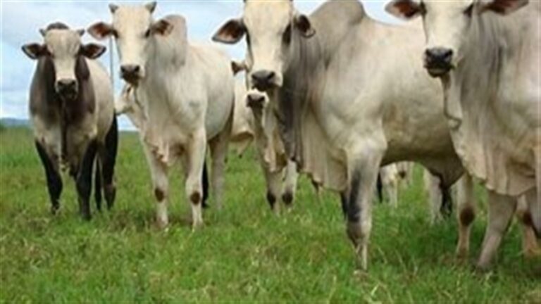 Pecuária bovina expande produção com menos área de pastagens