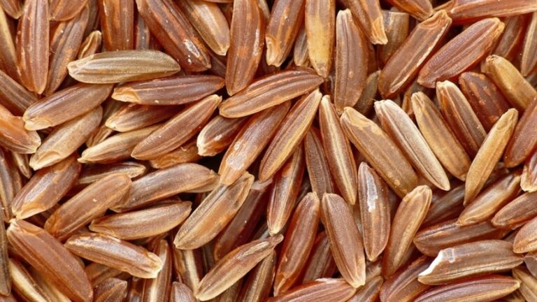 Biochar: resíduos do arroz viram oportunidade econômica
