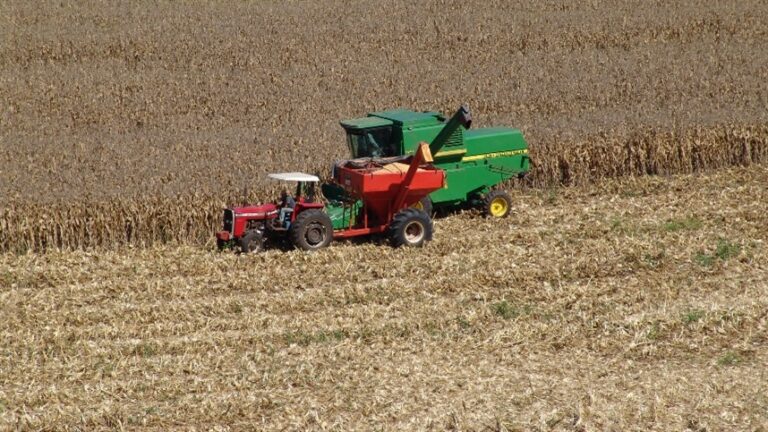 Pressa na colheita de milho aumenta risco de aflatoxina