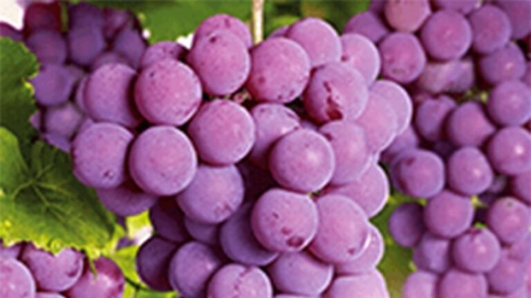 Bioestímulo e manejo fitossanitário ganham destaque na fruticultura
