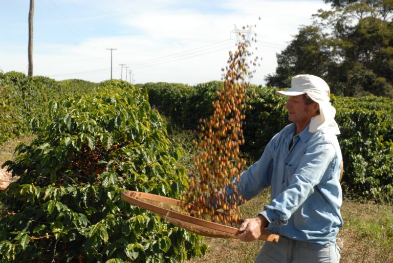 Colheita de café do Brasil atinge 64% mas segue atrasada