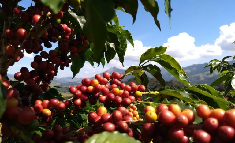 Chuvas no fim da colheita ameaçam qualidade do café arábica