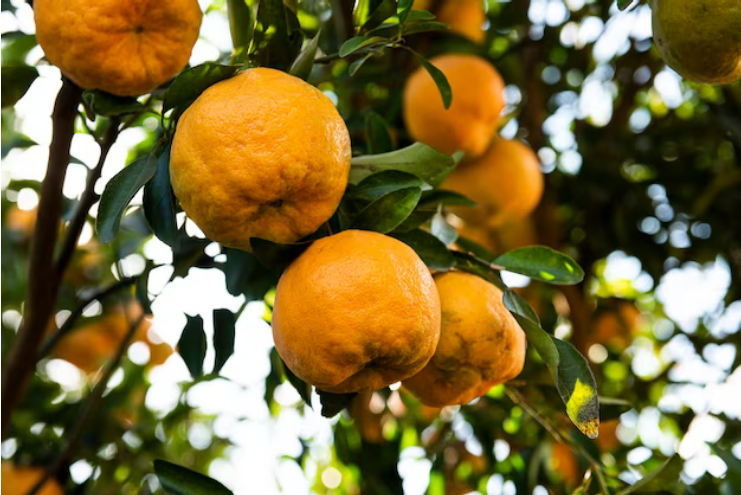 Um município responde por mais da metade da produção de tangerinas no ES