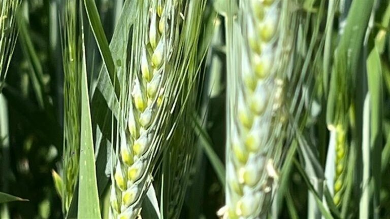 Mercado de trigo no Sul segue com ritmo lento e negócios pontuais