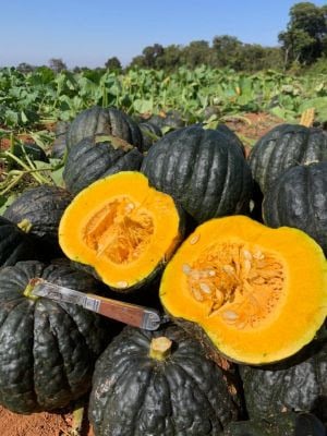 Florada não garante colheita na produção de cabotia
