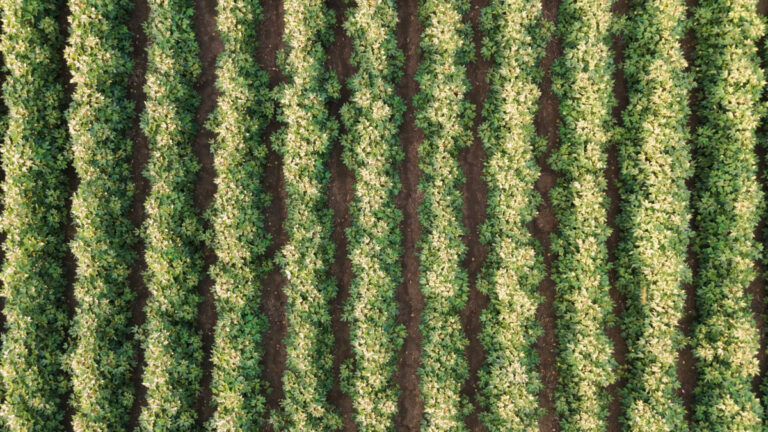 Agricultura regenerativa debate remuneração por benefícios ambientais