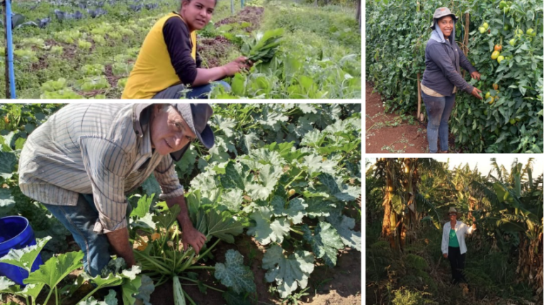 Agricultura familiar de SP ganha destaque em programa de desenvolvimento