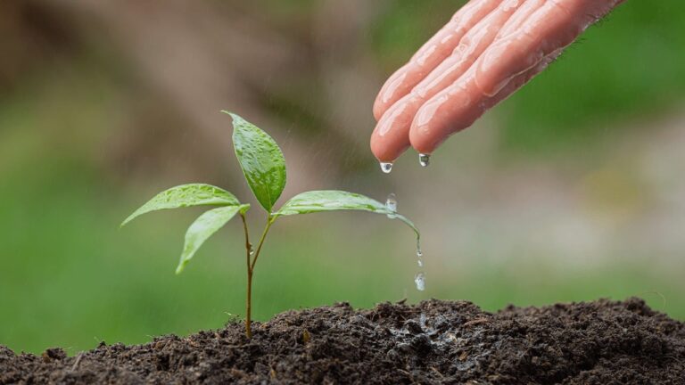 Consórcio reúne líderes para discutir remuneração da agricultura regenerativa