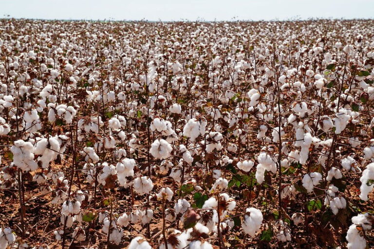Colheita de algodão em Mato Grosso registra atraso de 13,1%
