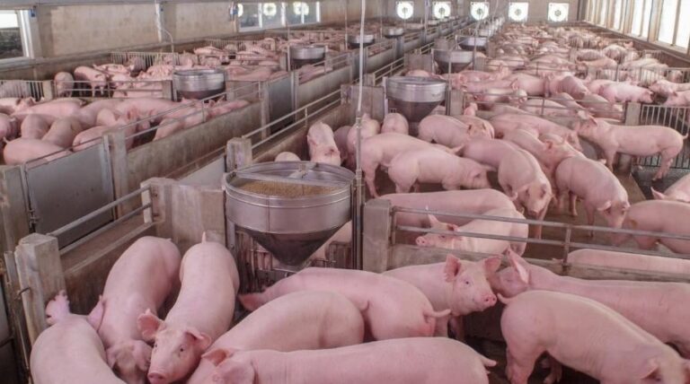Frio aumenta risco de mortalidade de leitões na maternidade