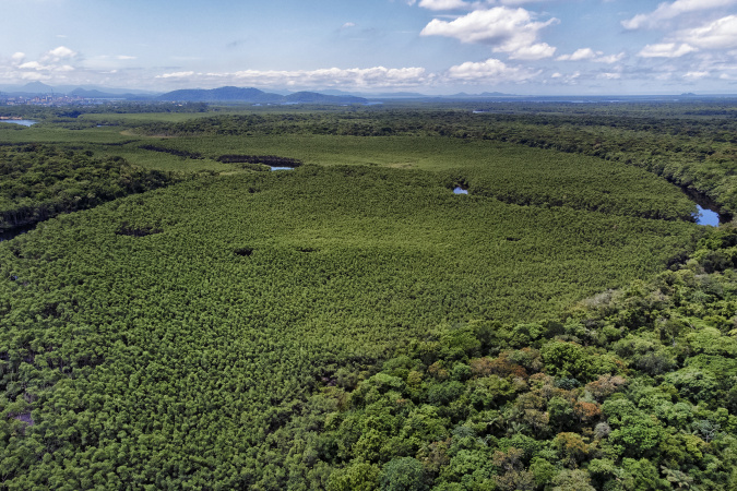 Paraná reduz desmatamento da Mata Atlântica em 87,5%
