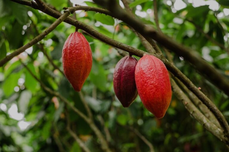 Cacau recua em Londres, mas acumula maior ganho mensal desde novembro