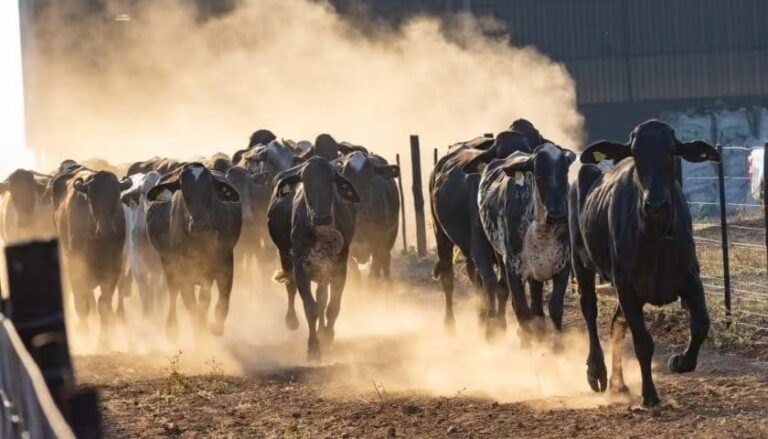 Brasil exporta primeira remessa de Girolando para Botswana