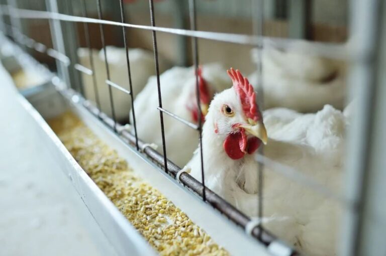 Manejo no campo impacta perdas no abate de aves