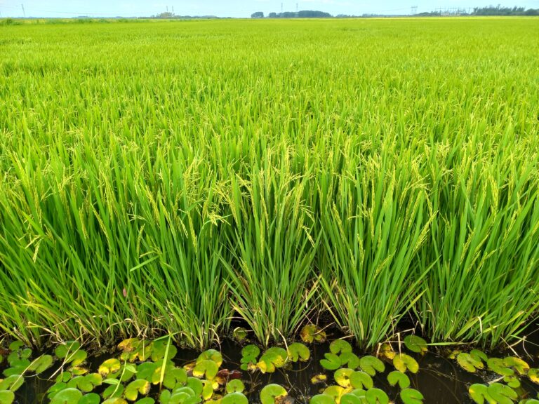 Arroz ganha novo olhar com publicação sobre seu protagonismo