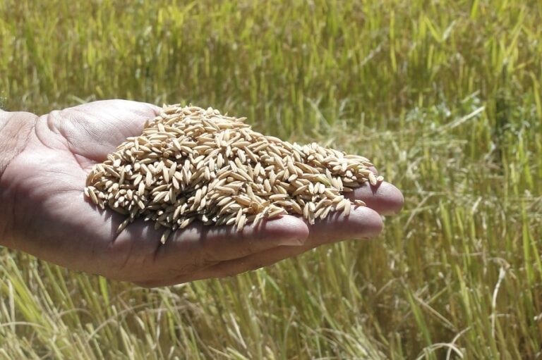 Arroz sobe no RS, mas chuvas reduzem ritmo das negociações