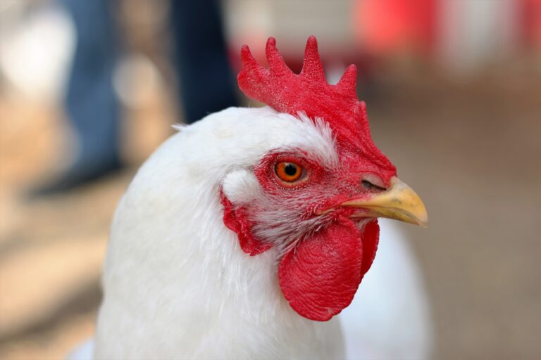 Preço da carne de frango recua em junho após alta