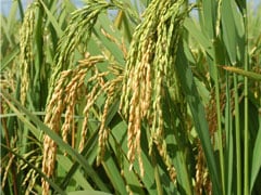 Mercado de defensivos para arroz irrigado recua a US$ 262 milhões