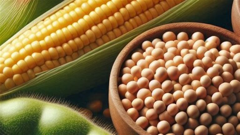 Super El Niño exige planejamento antecipado na safra 2026/27