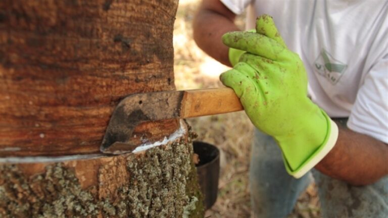 Borracha natural sobe 7,5% em junho pelo aumento do frete