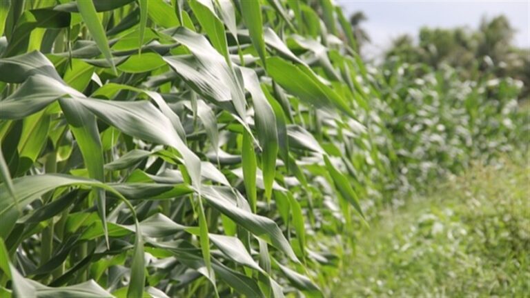El Niño intenso amplia riscos climáticos para safra agrícola