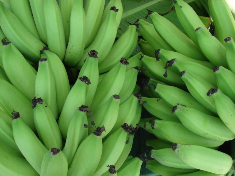 Banana nanica no Vale do Ribeira: rentabilidade sobe, mas margens permanecem apertadas