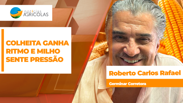 Colheita de milho acelera com melhora do clima no Brasil