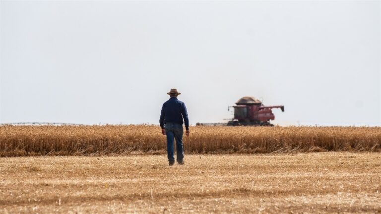 Análise de solo é essencial para maximizar produtividade do trigo