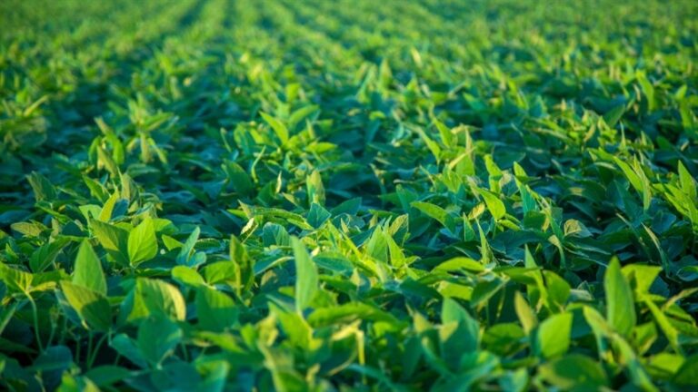 Nova mistura de herbicidas amplia controle de daninhas na soja