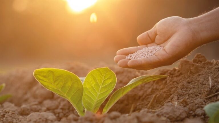 Glifosato cai 31,6% e lidera queda de insumos em maio