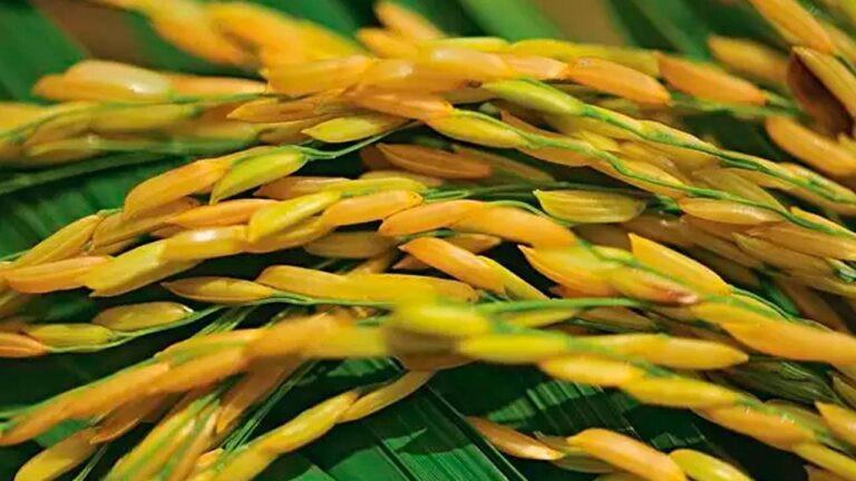 Arroz no RS: oferta restrita sustenta recuperação das cotações
