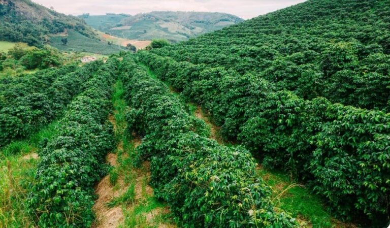 Café fecha em queda com avanço da colheita no Brasil