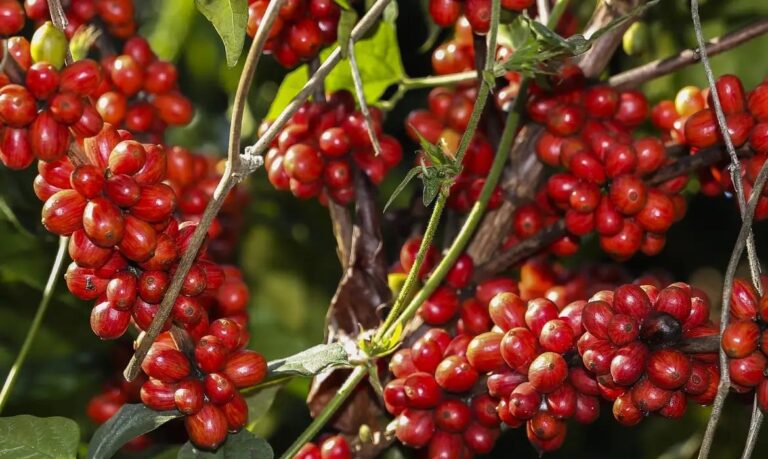 Café arabica sobe enquanto robusta recua nas bolsas