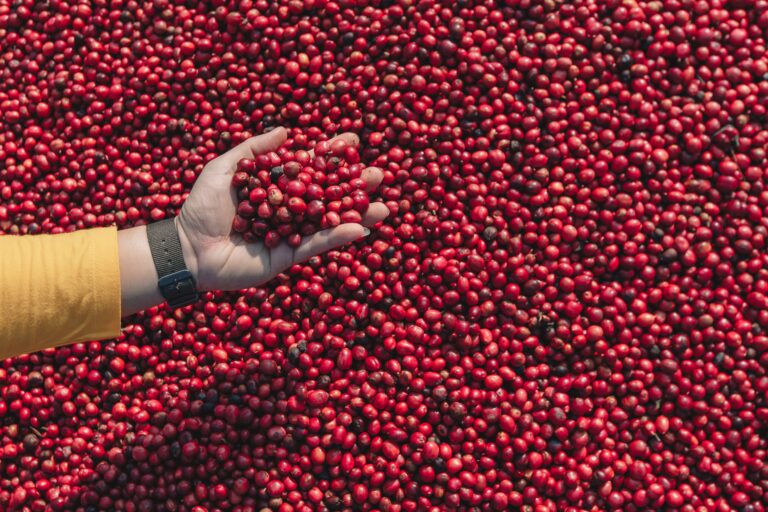 Colheita de café avança para 24,9% na área monitorada